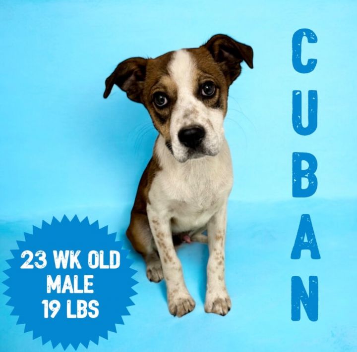 Cuban 1