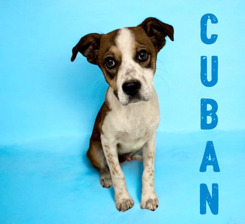 Cuban