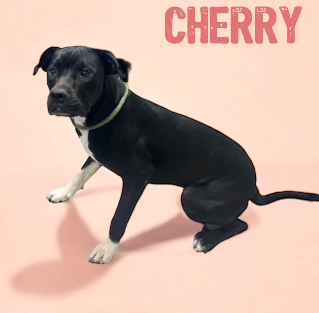 Cherry