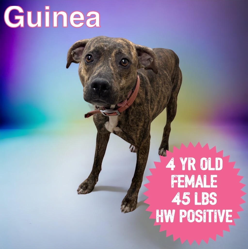 Guinea