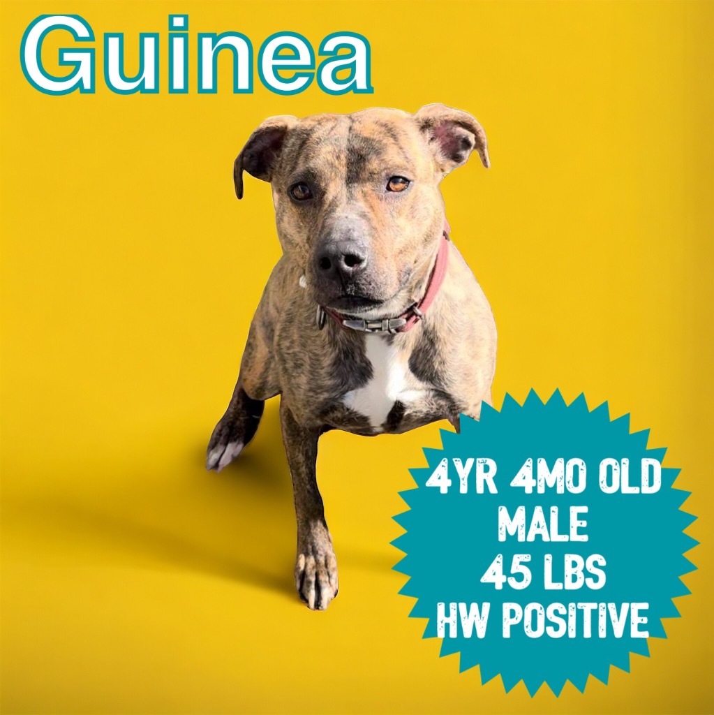 Guinea