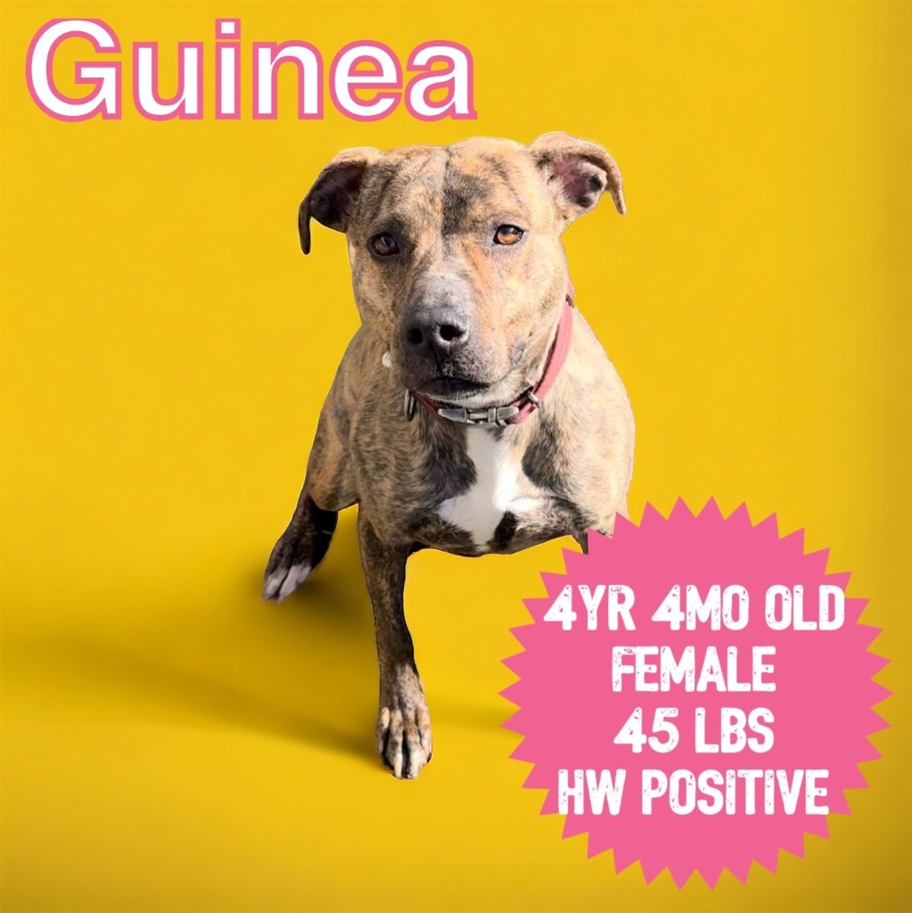 Guinea