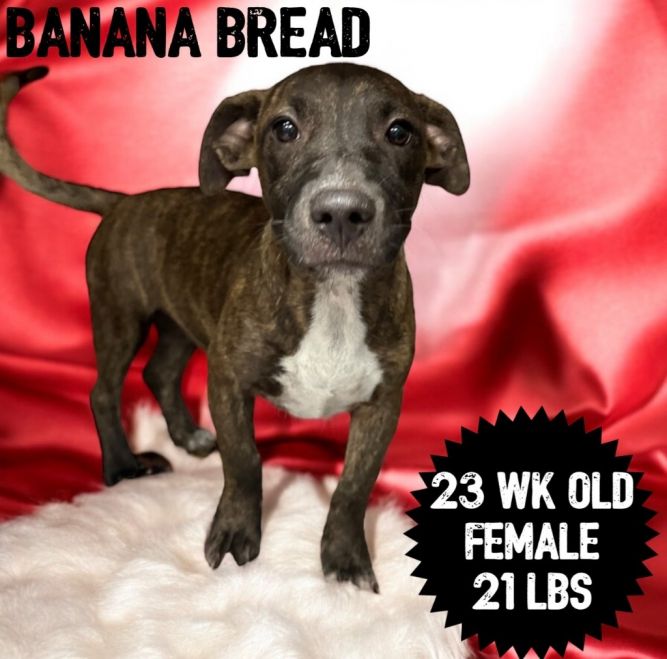 Banana Bread