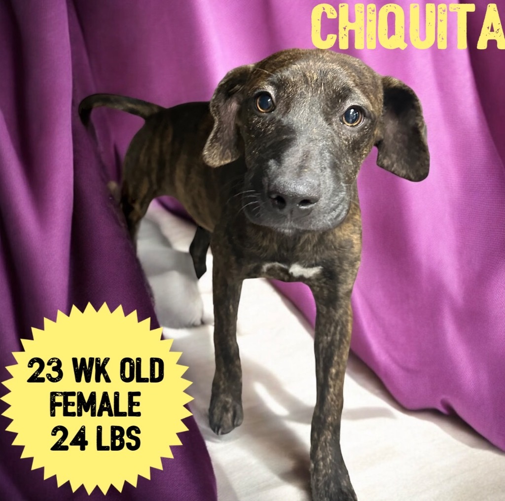 Chiquita