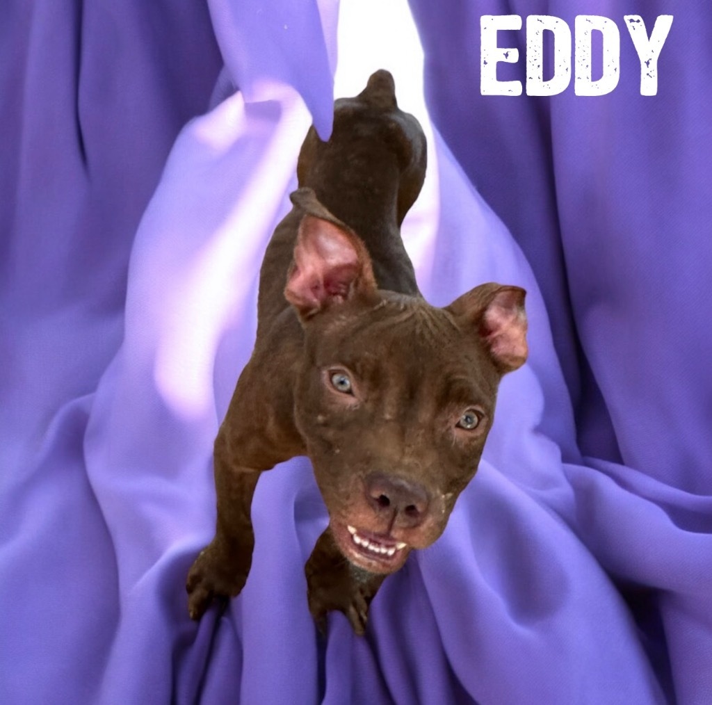 Eddy