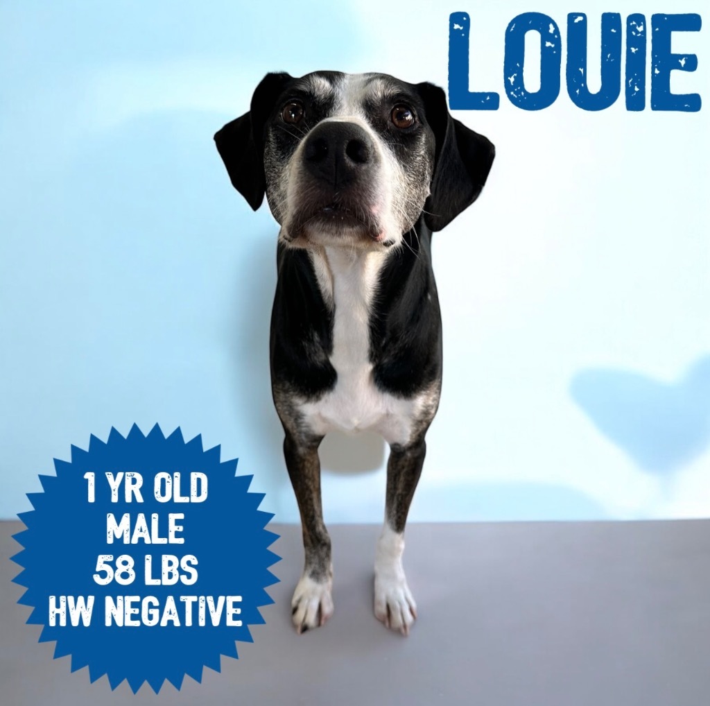 Louie