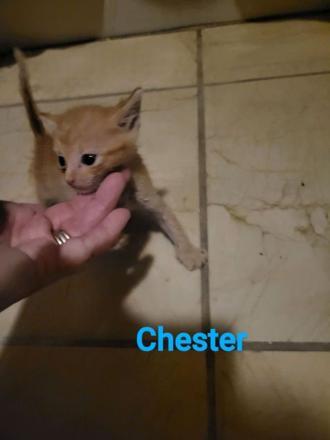 Chester