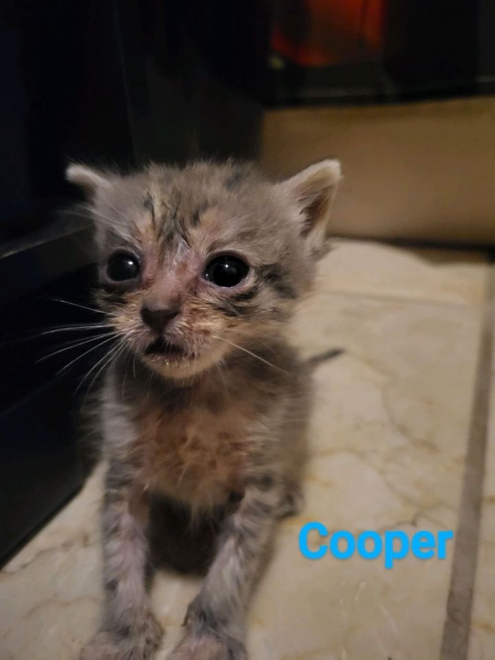 Cooper 1