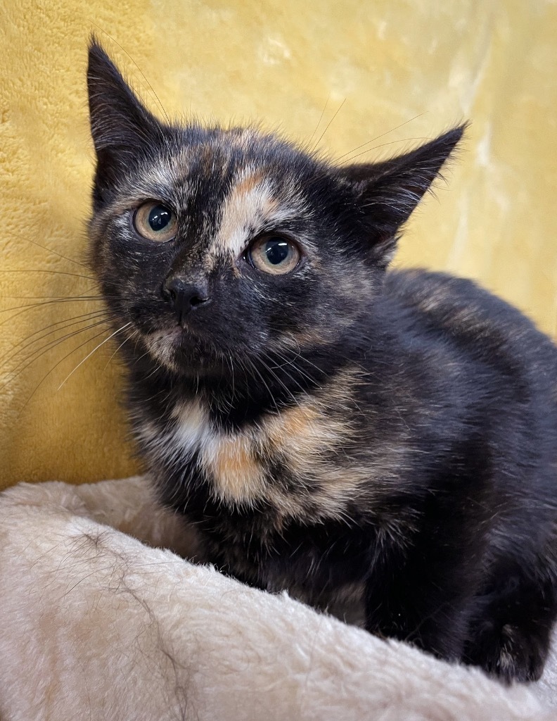 Karen, an adoptable Domestic Short Hair in Rock Springs, WY, 82901 | Photo Image 1