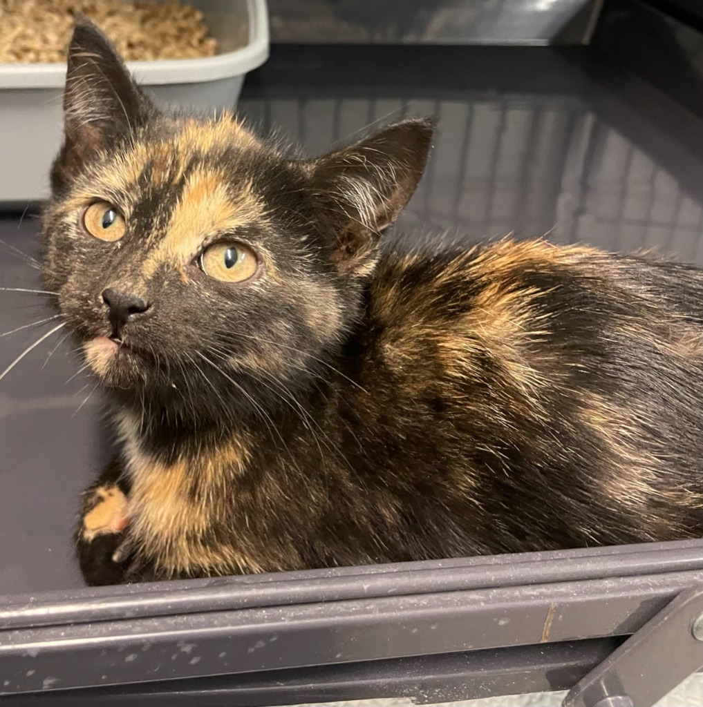 Karen, an adoptable Domestic Short Hair in Rock Springs, WY, 82901 | Photo Image 2