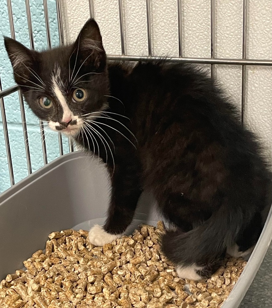 Snape, an adoptable Domestic Short Hair in Rock Springs, WY, 82901 | Photo Image 1