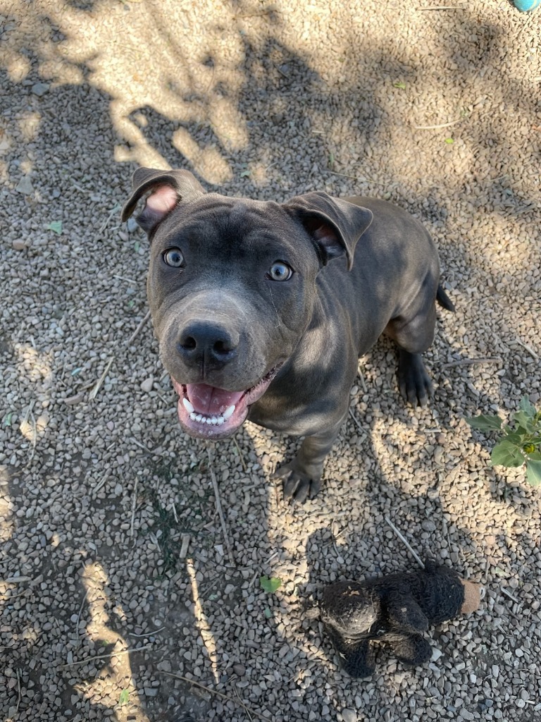 Sapphire, an adoptable Pit Bull Terrier in Heber City, UT, 84032 | Photo Image 1