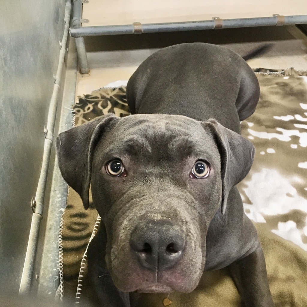 Sapphire, an adoptable Pit Bull Terrier in Heber City, UT, 84032 | Photo Image 2