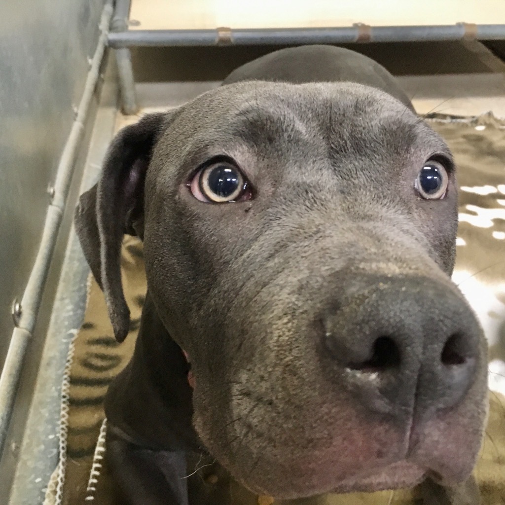 Sapphire, an adoptable Pit Bull Terrier in Heber City, UT, 84032 | Photo Image 3