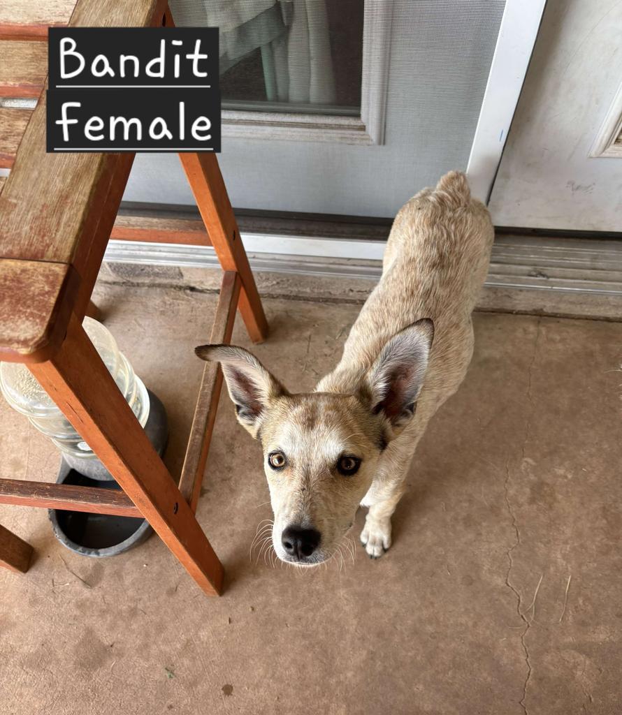 Bandit, an adoptable Cattle Dog in Holbrook, AZ, 86025 | Photo Image 1