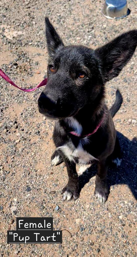 Pup Tart, an adoptable Belgian Shepherd / Malinois, Shepherd in Holbrook, AZ, 86025 | Photo Image 1