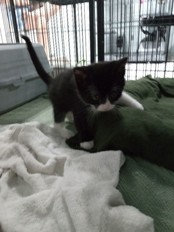 Travis, an adoptable Domestic Medium Hair in Alturas, CA, 96101 | Photo Image 1