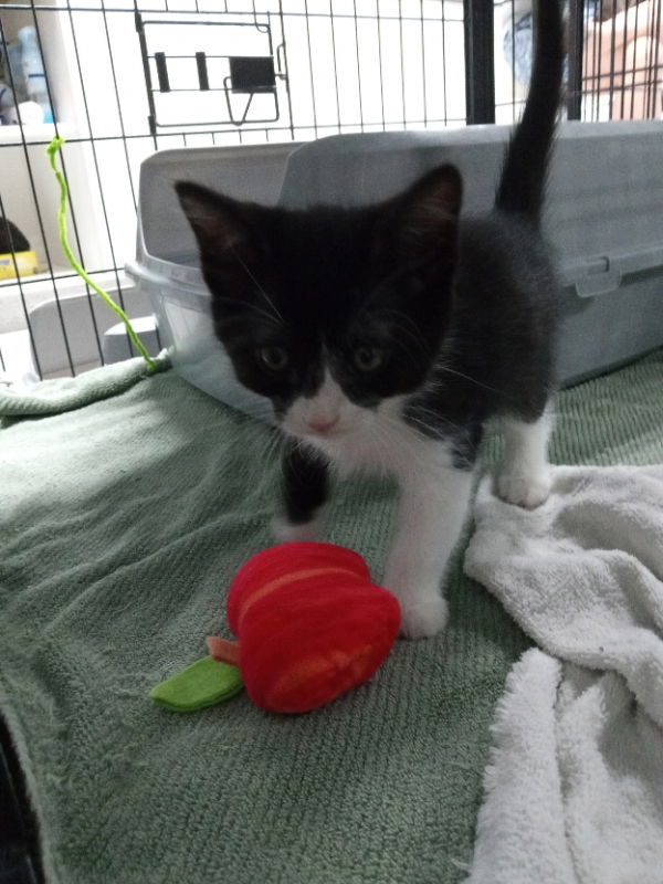 Travis, an adoptable Domestic Medium Hair in Alturas, CA, 96101 | Photo Image 2