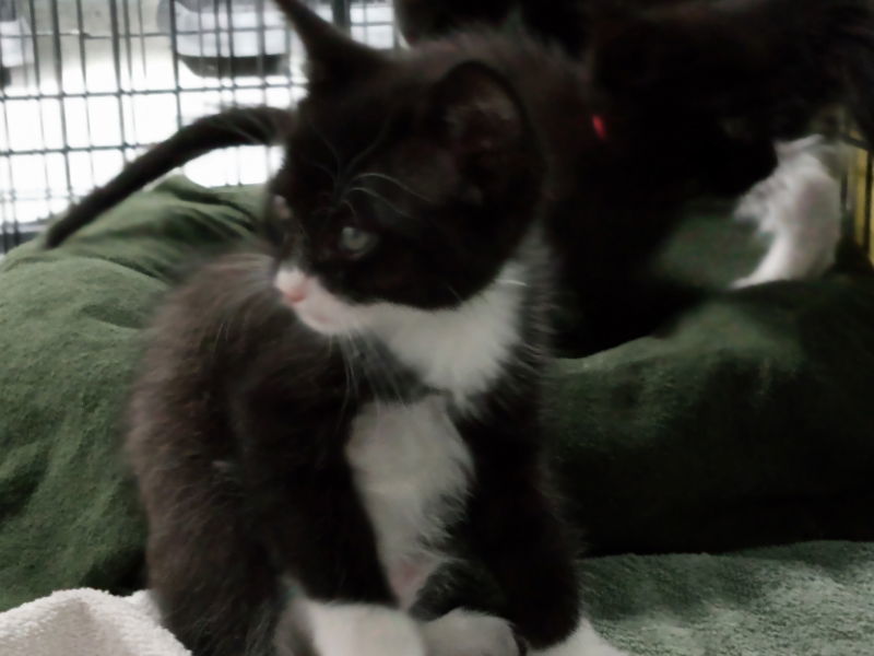 Timothy Green, an adoptable Domestic Medium Hair in Alturas, CA, 96101 | Photo Image 1