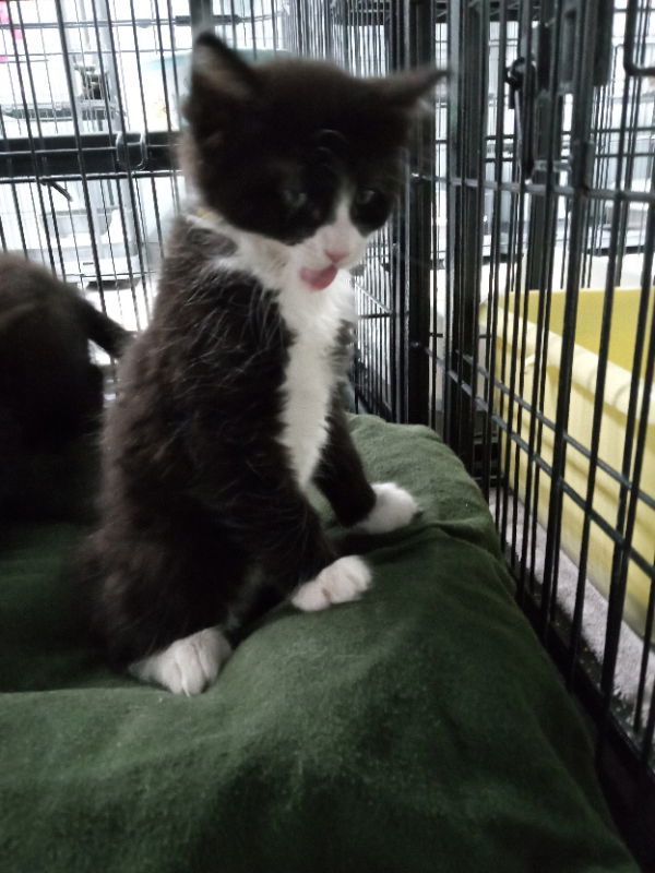 Theodore, an adoptable Domestic Long Hair in Alturas, CA, 96101 | Photo Image 1