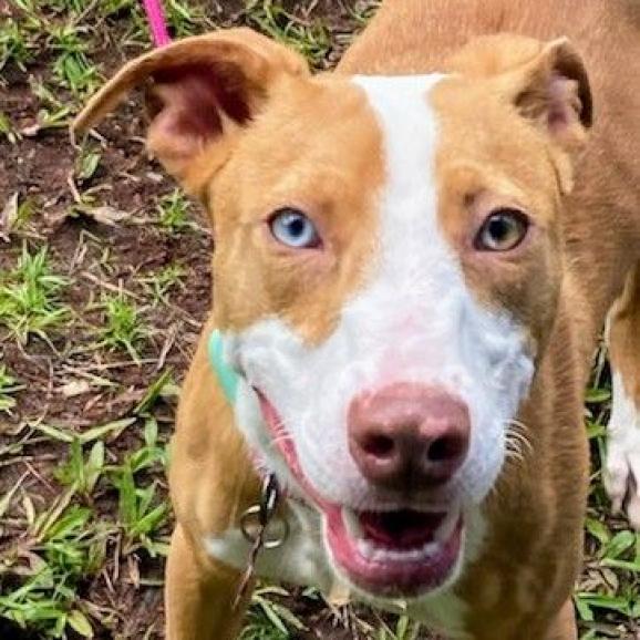 Buttercup (COH-A-10071), an adoptable Mixed Breed in Volcano, HI, 96785 | Photo Image 2