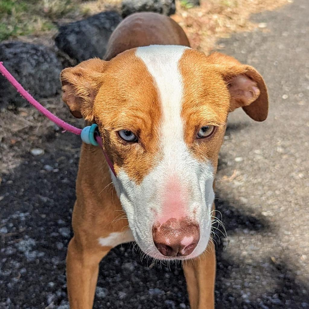 Buttercup (COH-A-10071), an adoptable Mixed Breed in Volcano, HI, 96785 | Photo Image 3