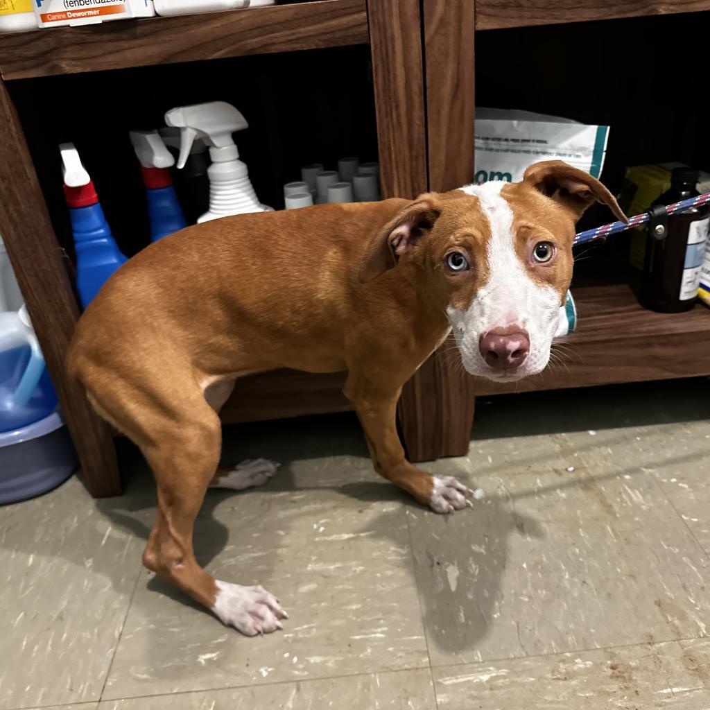 Buttercup (COH-A-10071), an adoptable Mixed Breed in Volcano, HI, 96785 | Photo Image 5