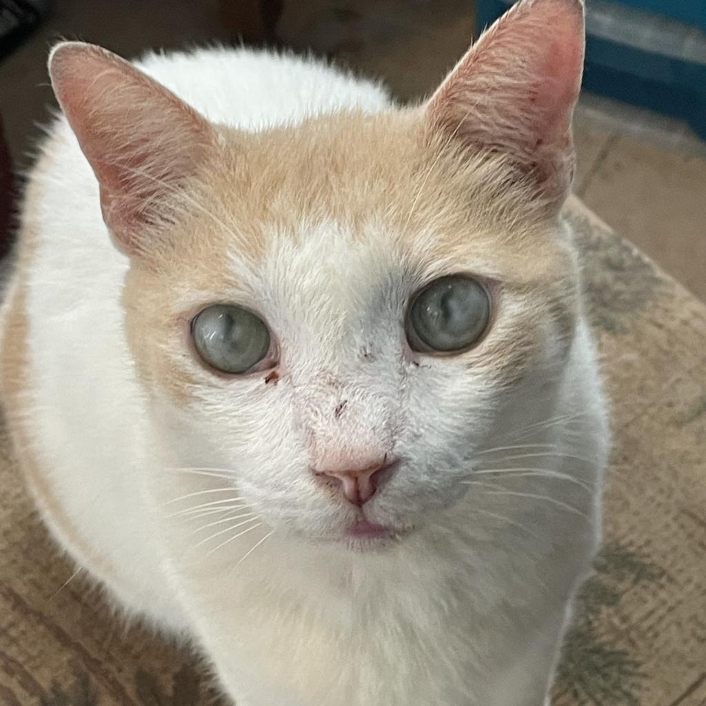 Sherlock, an adoptable Domestic Short Hair in Volcano, HI, 96785 | Photo Image 1