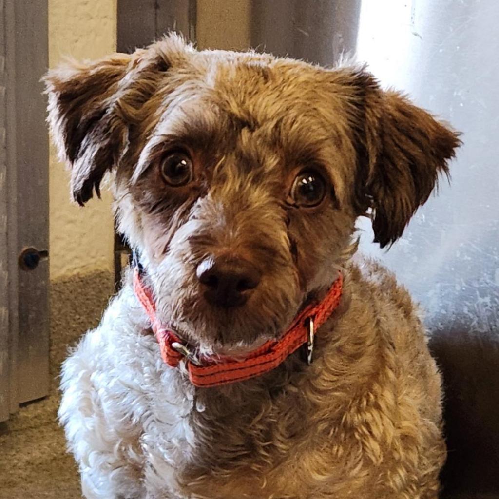 Luisa, an adoptable Schnauzer in Kanab, UT, 84741 | Photo Image 1