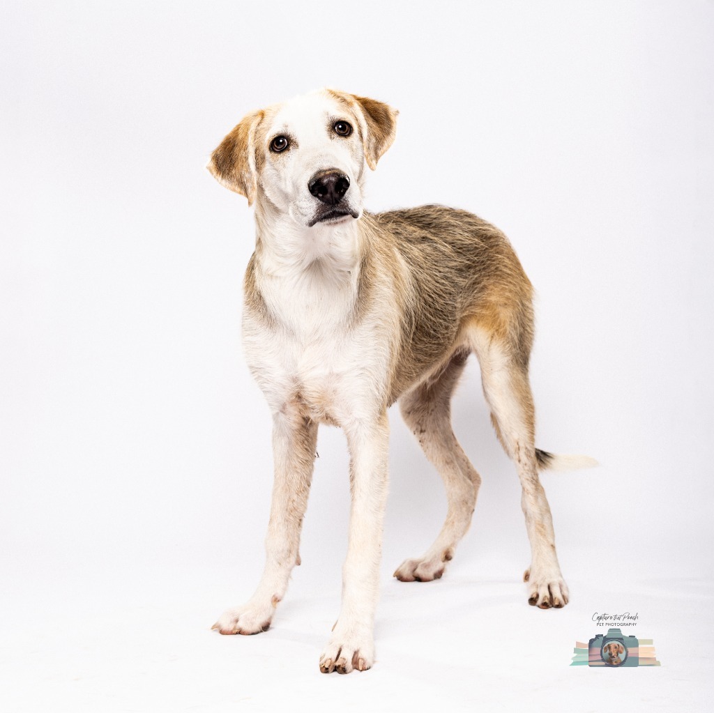 Hank, an adoptable Greyhound in El Paso, TX, 79906 | Photo Image 1