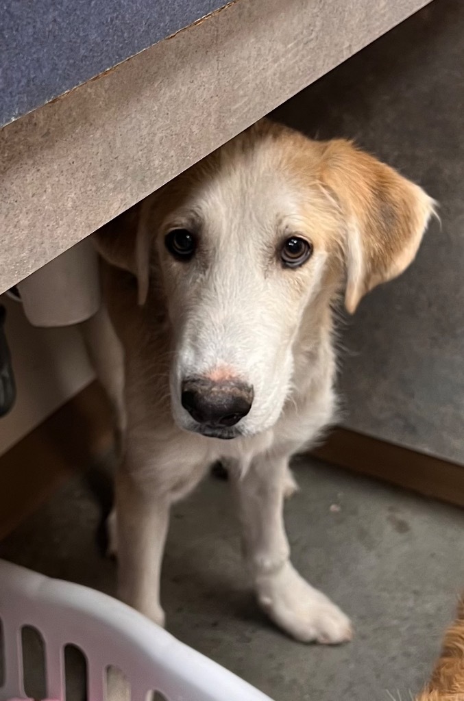 Hank, an adoptable Greyhound in El Paso, TX, 79906 | Photo Image 2