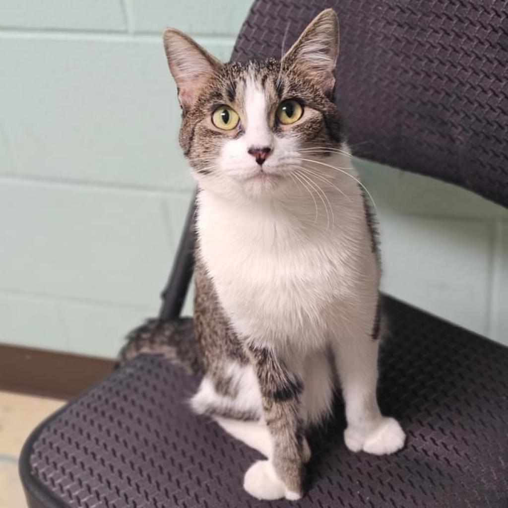 Elle***ADOPTION PENDING***, an adoptable Domestic Short Hair in Fargo, ND, 58102 | Photo Image 1