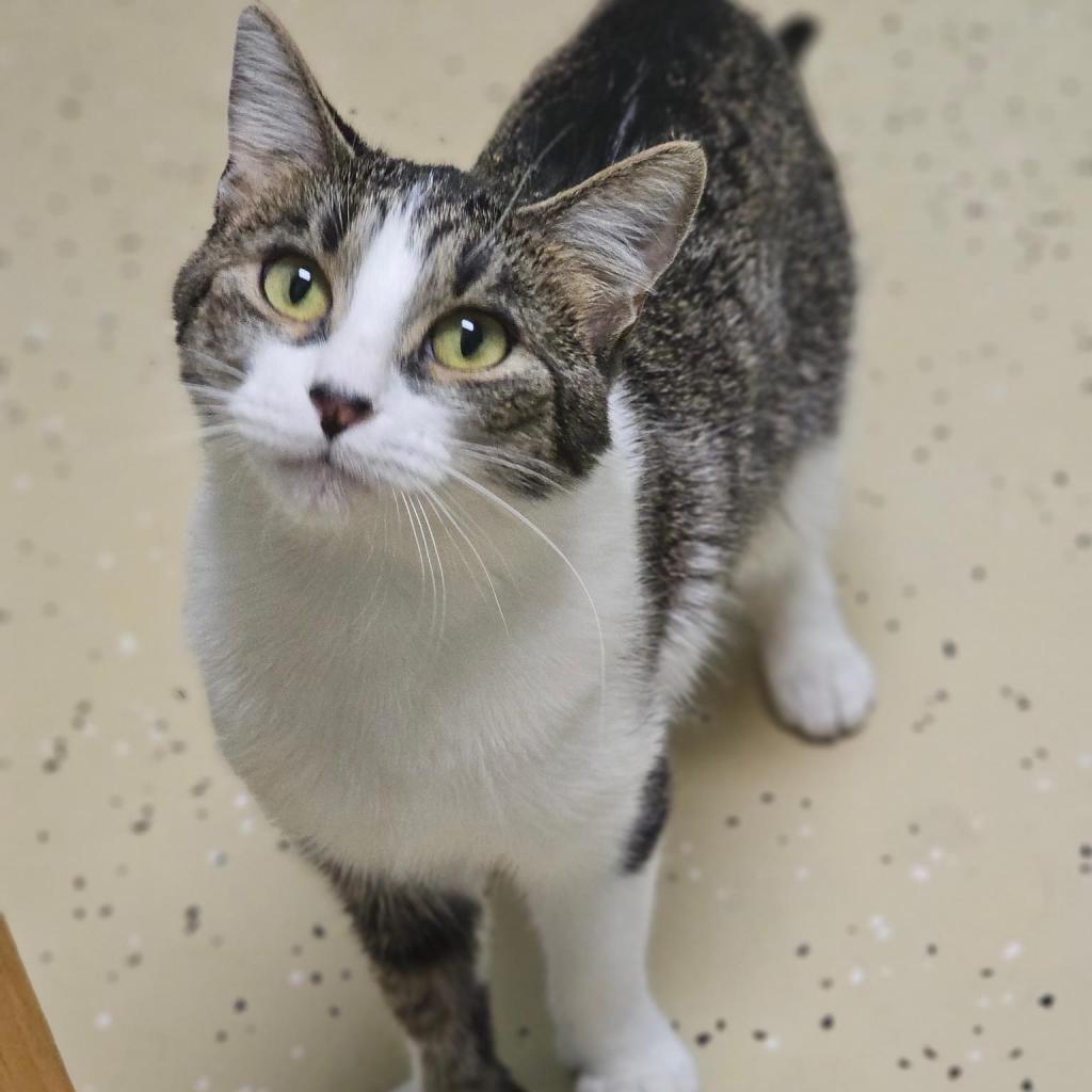 Elle***ADOPTION PENDING***, an adoptable Domestic Short Hair in Fargo, ND, 58102 | Photo Image 5