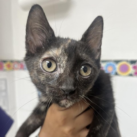 Lady, an adoptable Domestic Short Hair in Guaynabo, PR, 00969 | Photo Image 1