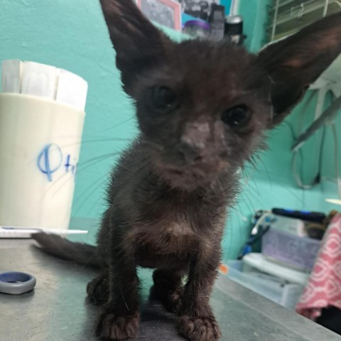 Onyx, an adoptable Domestic Long Hair in Guaynabo, PR, 00969 | Photo Image 1