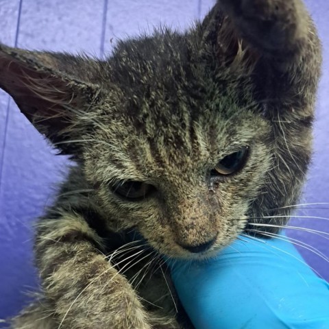 Kiki, an adoptable Domestic Long Hair in Guaynabo, PR, 00969 | Photo Image 1