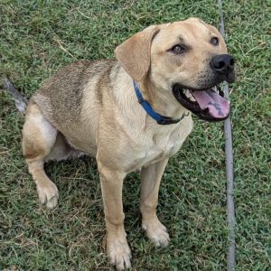 Sam D45419, Adult Male Shepherd