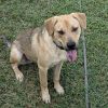 Sam D45419 photo 2