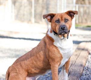Emmitt (In Foster) adoption fee half off!!, Adult Male Hound