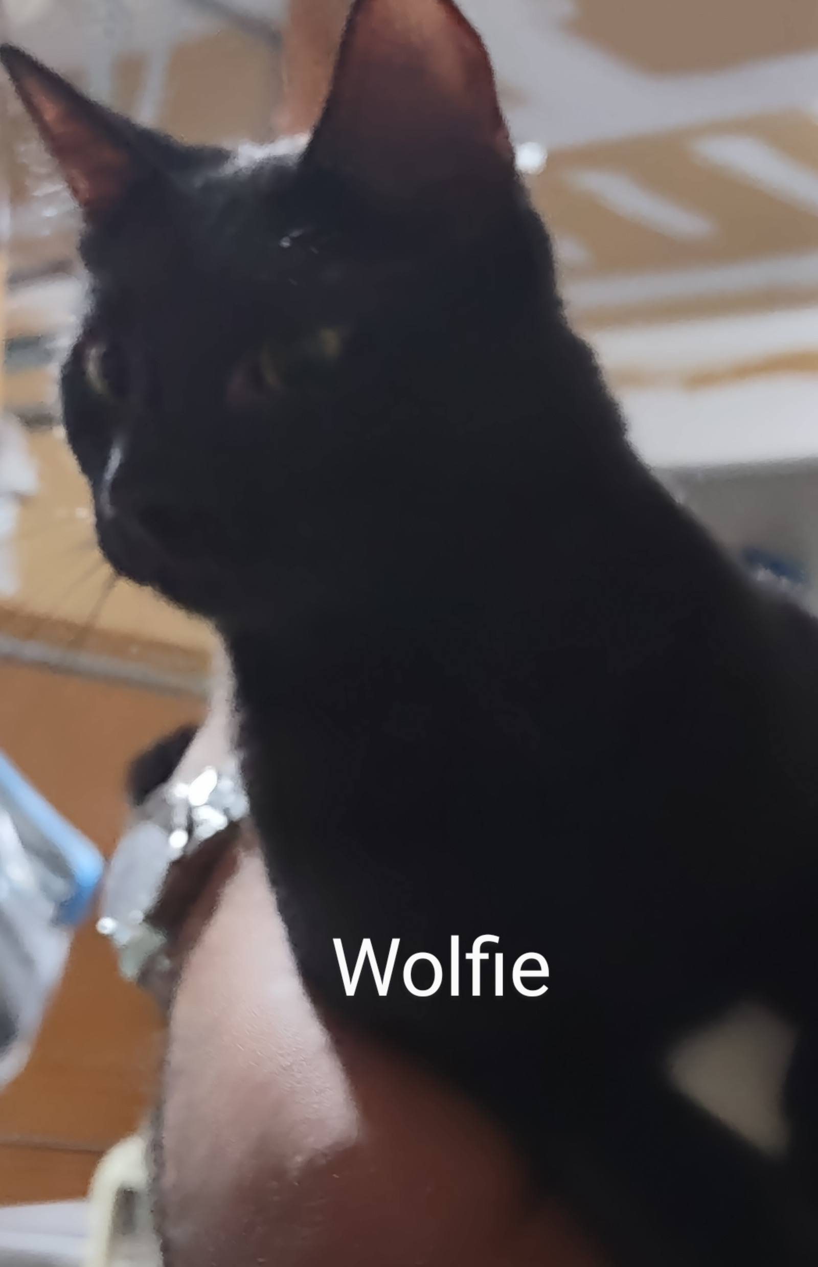 Snapper and Wolfie