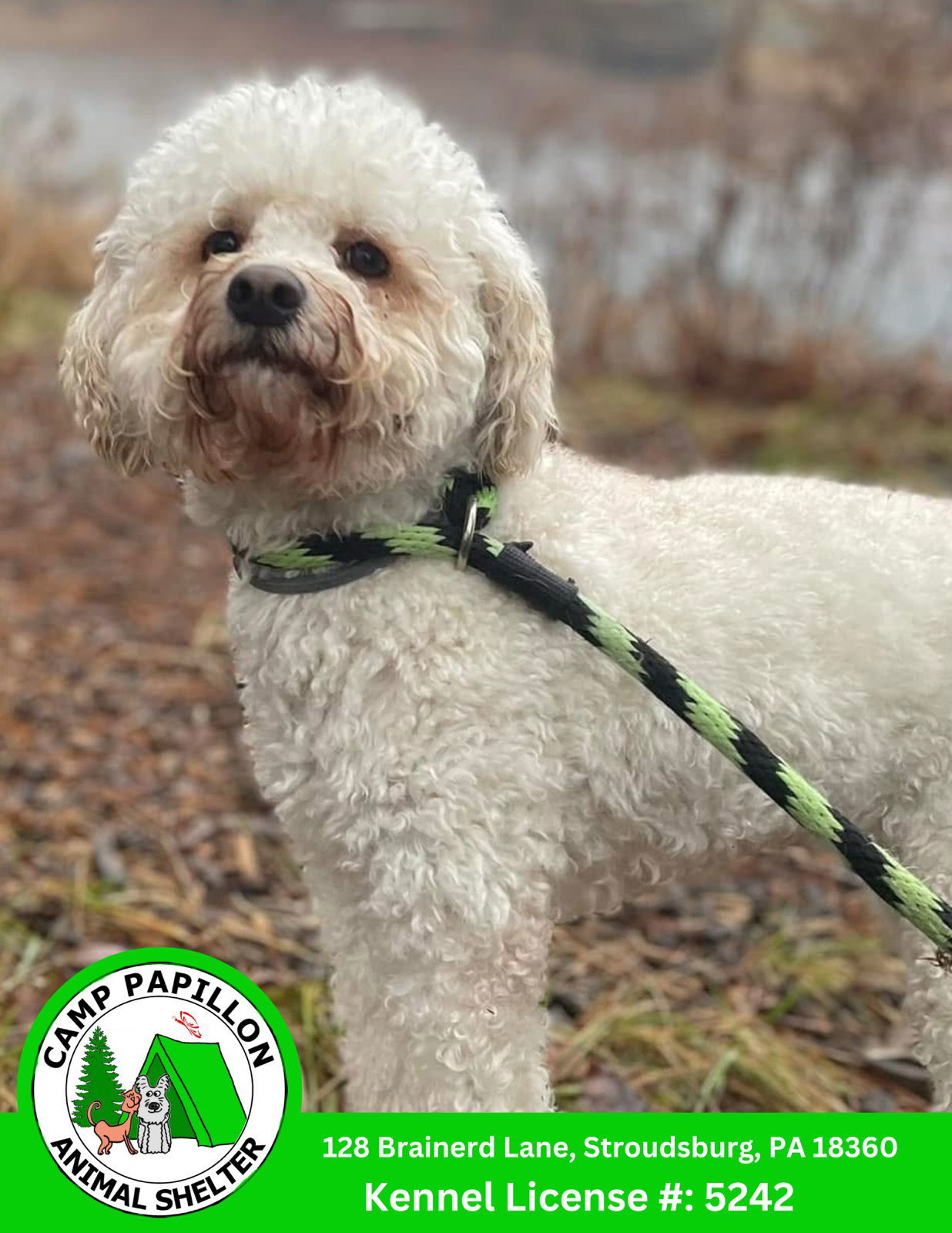 Sparkle, an adoptable Bichon Frise, Poodle in Stroudsburg, PA, 18360 | Photo Image 2