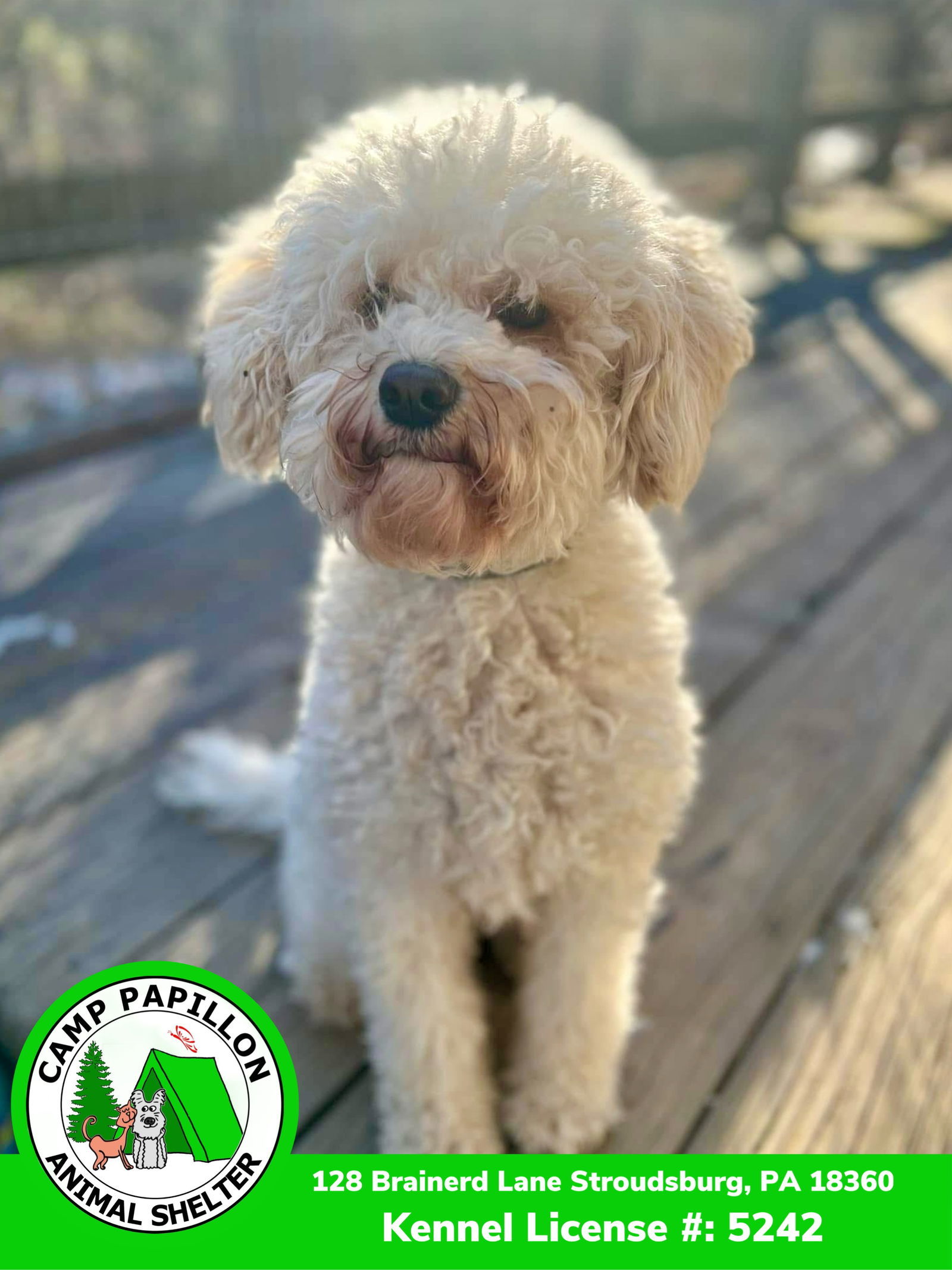 Sparkle, an adoptable Bichon Frise, Poodle in Stroudsburg, PA, 18360 | Photo Image 3