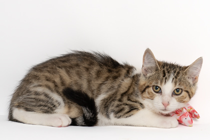 Charlie, an adoptable Domestic Short Hair in Caldwell, ID, 83607 | Photo Image 1