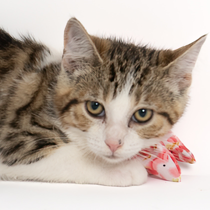 Charlie, an adoptable Domestic Short Hair in Caldwell, ID, 83607 | Photo Image 2