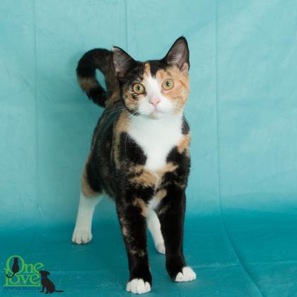 Cindy, an adoptable Domestic Short Hair in Savannah, GA, 31410 | Photo Image 1