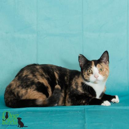 Cindy, an adoptable Domestic Short Hair in Savannah, GA, 31410 | Photo Image 2