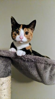 Cindy, an adoptable Domestic Short Hair in Savannah, GA, 31410 | Photo Image 3