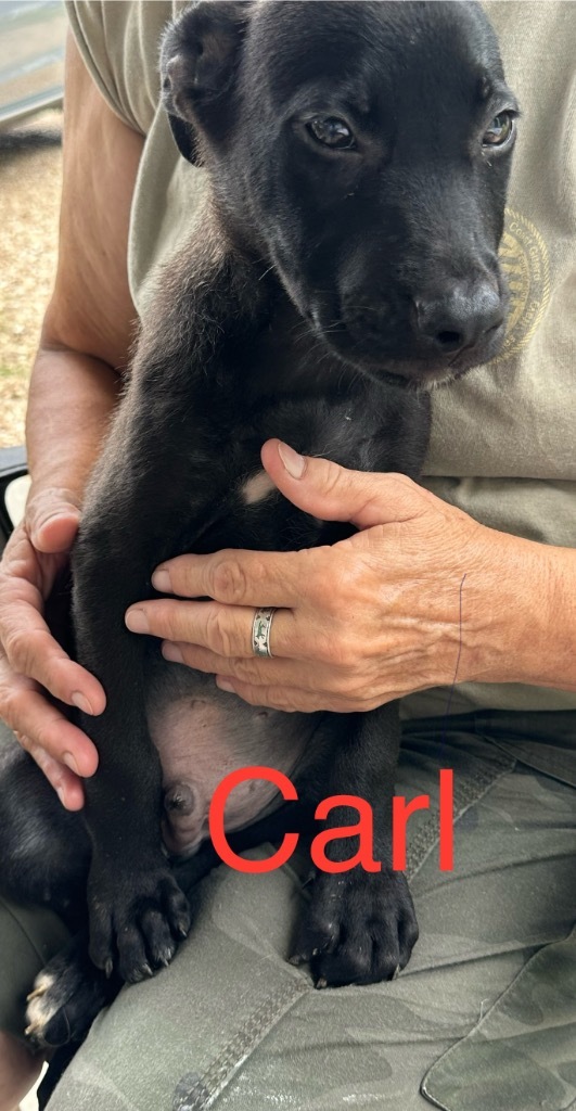 Carl