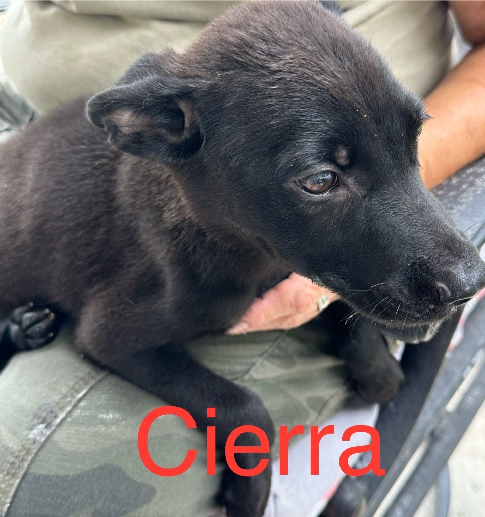 Cierra