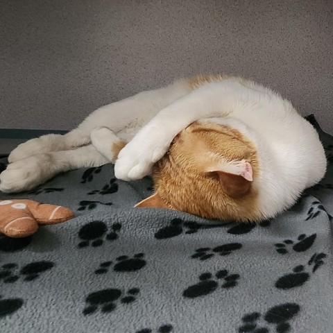 Bee, an adoptable Domestic Short Hair in North Battleford, SK, S9A 2M7 | Photo Image 2